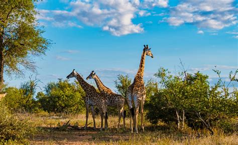 Kruger National Park - Luontoa ja Eläimiä Parhaimmillaan!